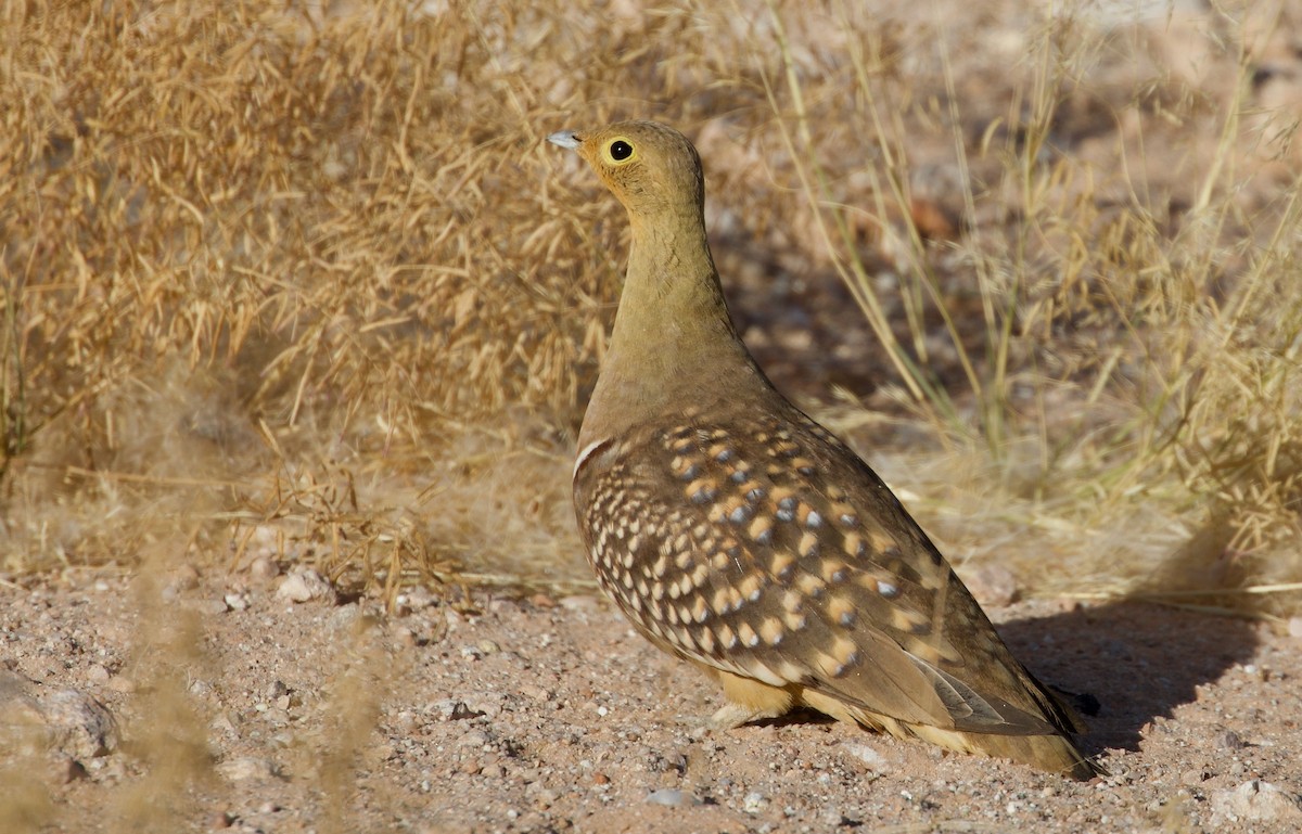 Namaqua Sandgrouse - Ken Rosenberg