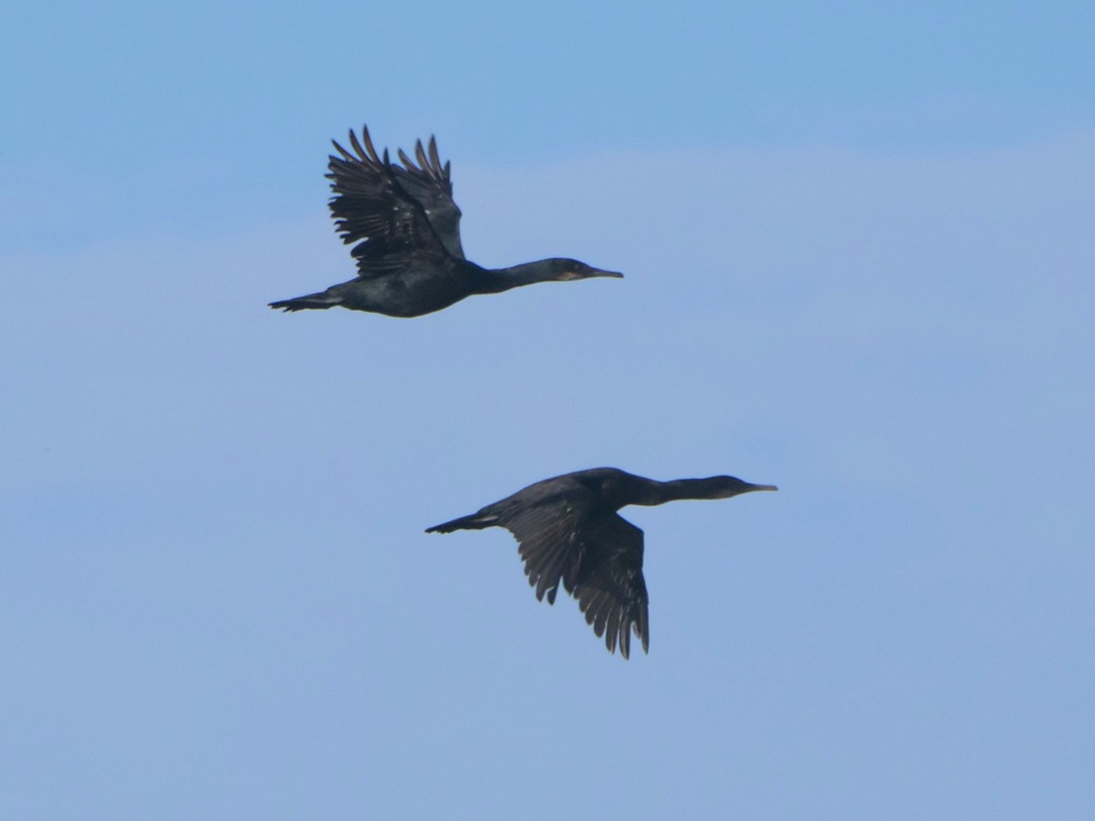 Brandt's Cormorant - ML487919111