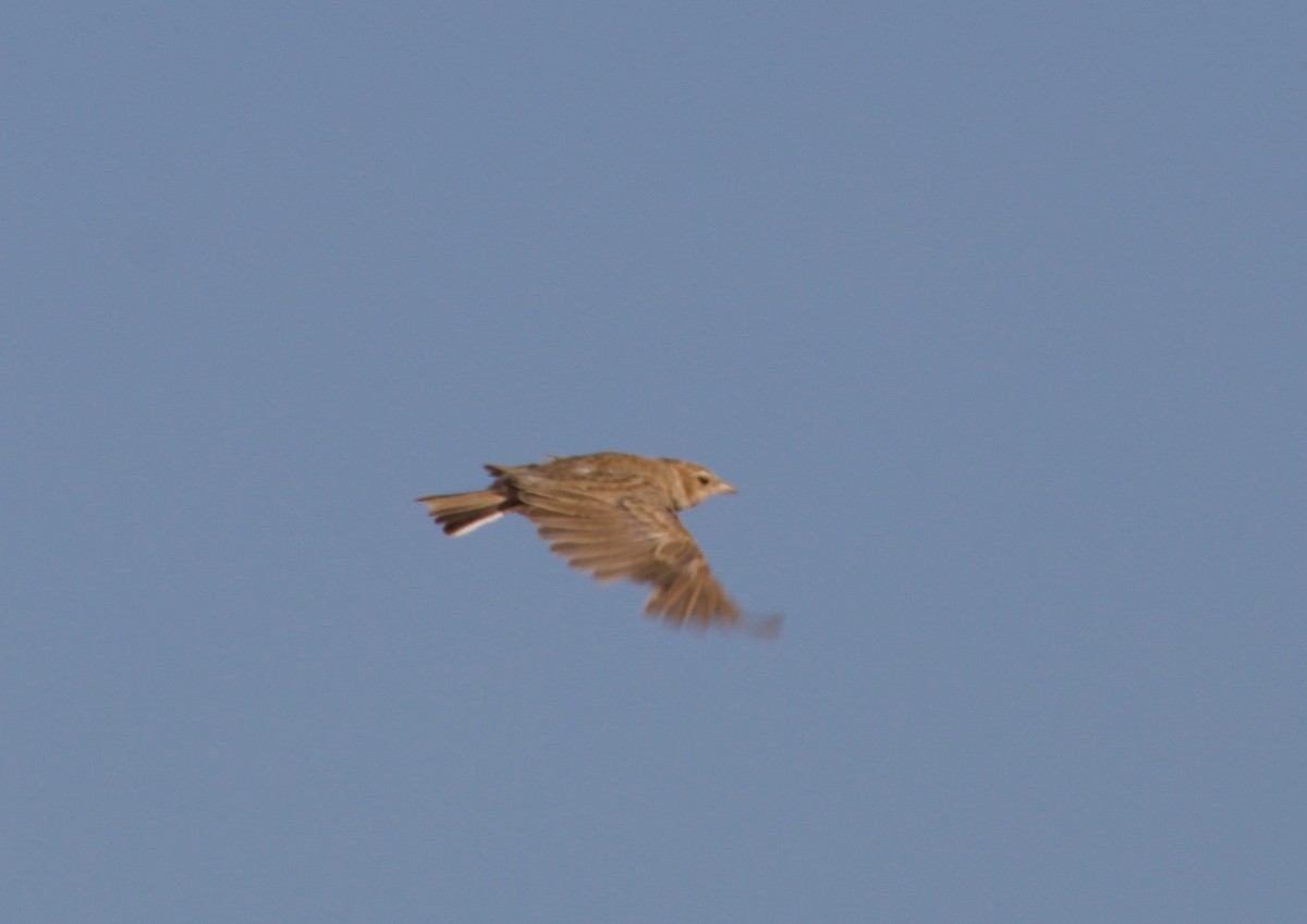 Stark's Lark - Ken Rosenberg