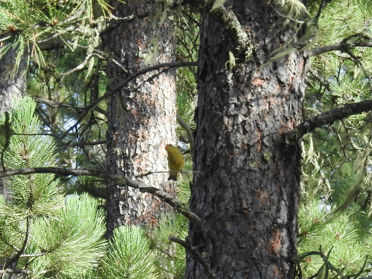 Western Tanager - ML487920631