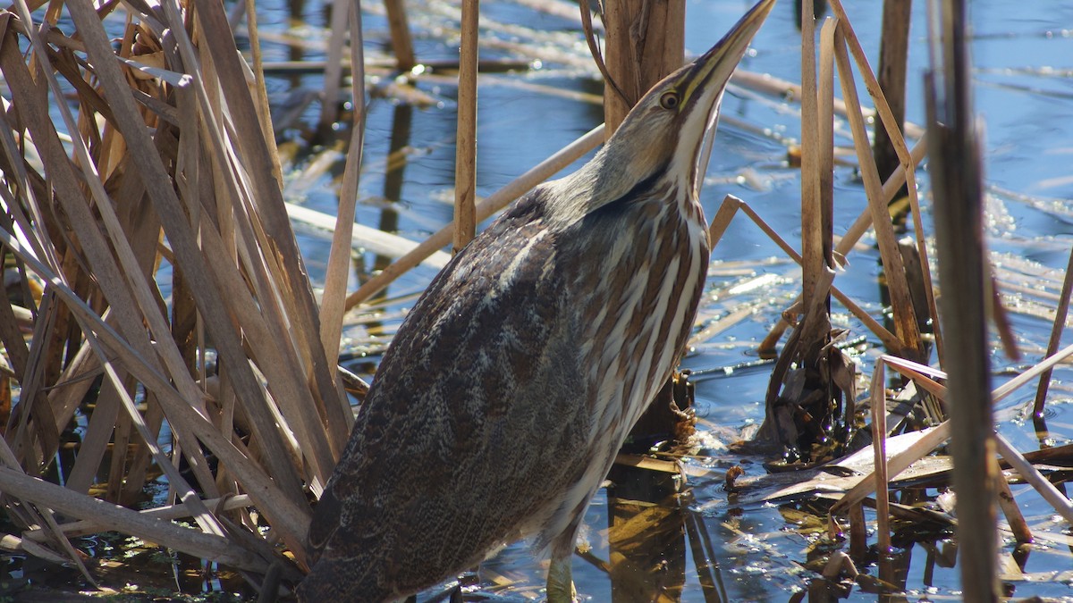 American Bittern - ML48792091