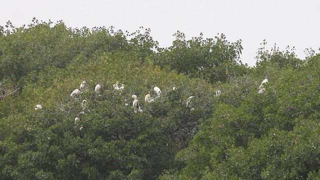 Wood Stork - ML487921