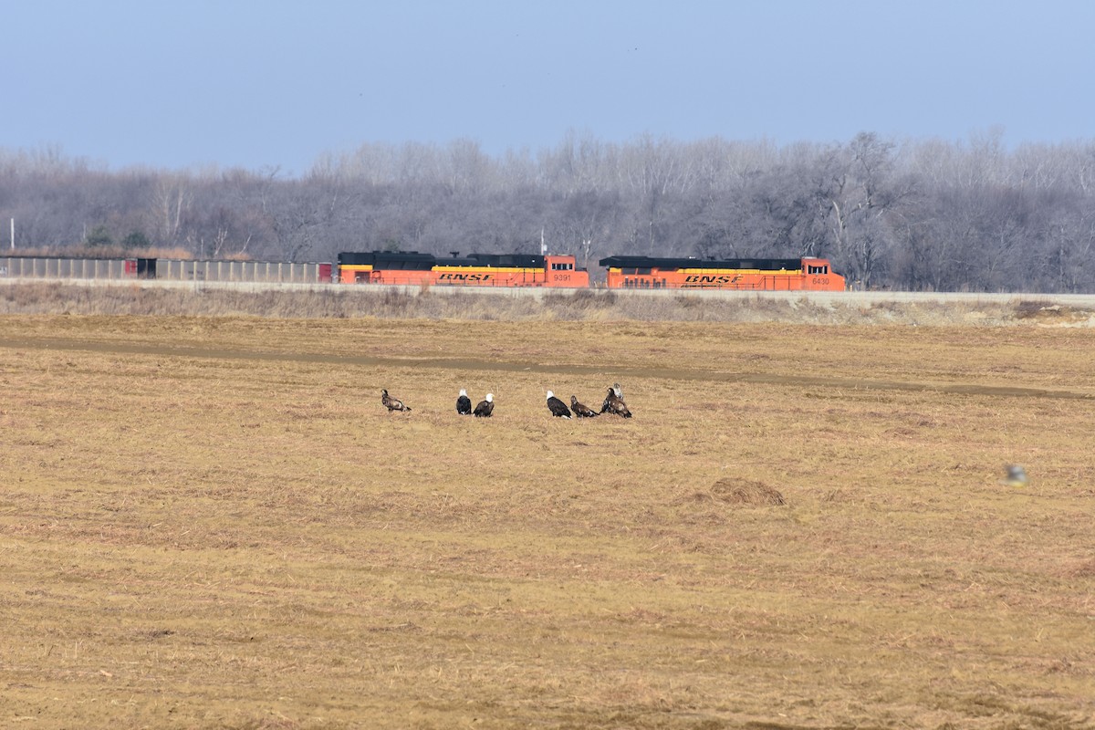 Bald Eagle - ML48792181