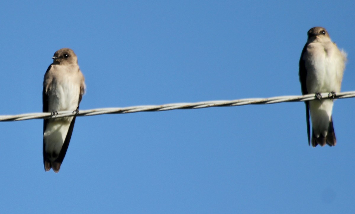Northern Rough-winged Swallow - ML487921881