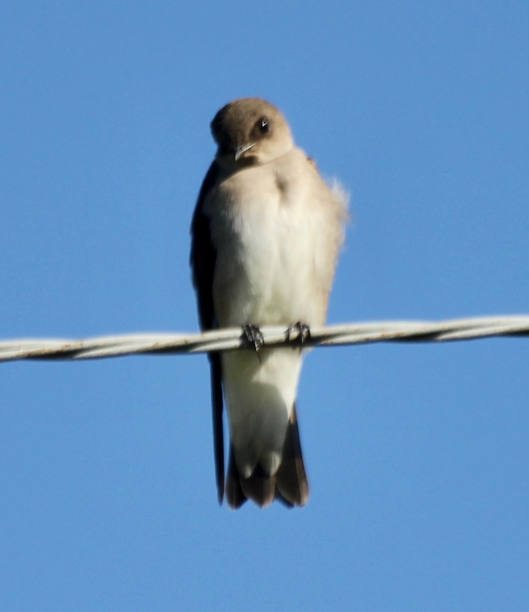 Northern Rough-winged Swallow - ML487921911