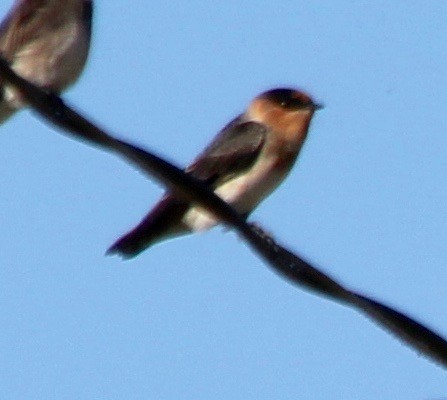 Cave Swallow - ML487921971