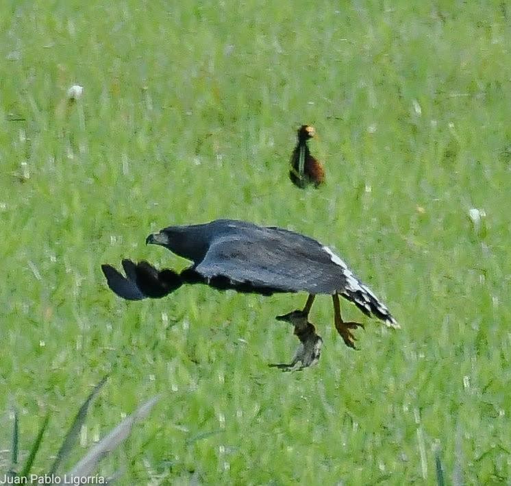 Great Black Hawk - ML487921991