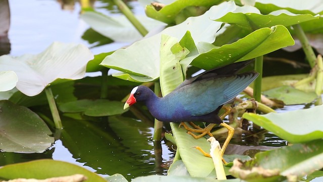 Purple Gallinule - ML487922