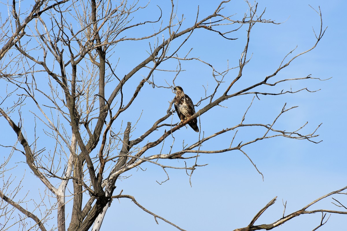 Bald Eagle - ML48792201