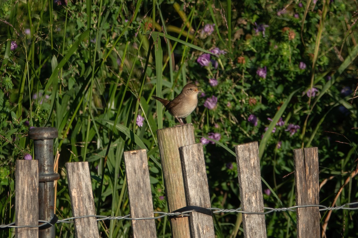 House Wren - ML487922581