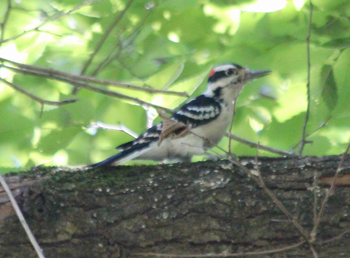 Hairy Woodpecker - ML487922901