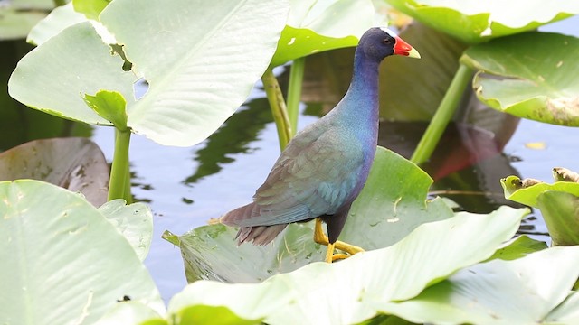 Purple Gallinule - ML487923