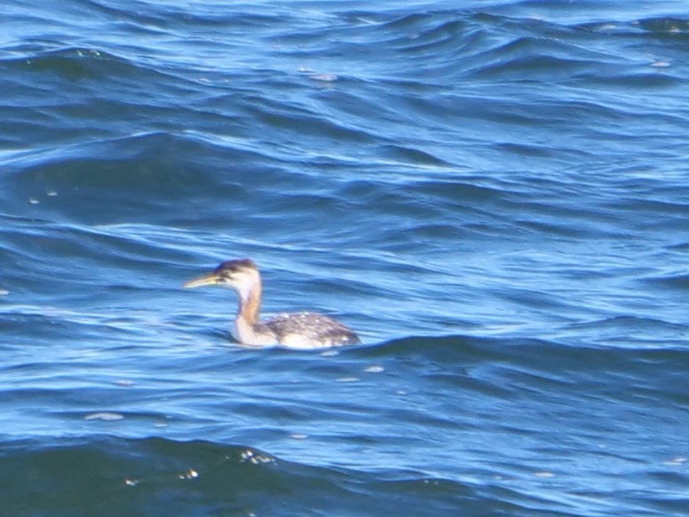 Red-necked Grebe - ML487923191