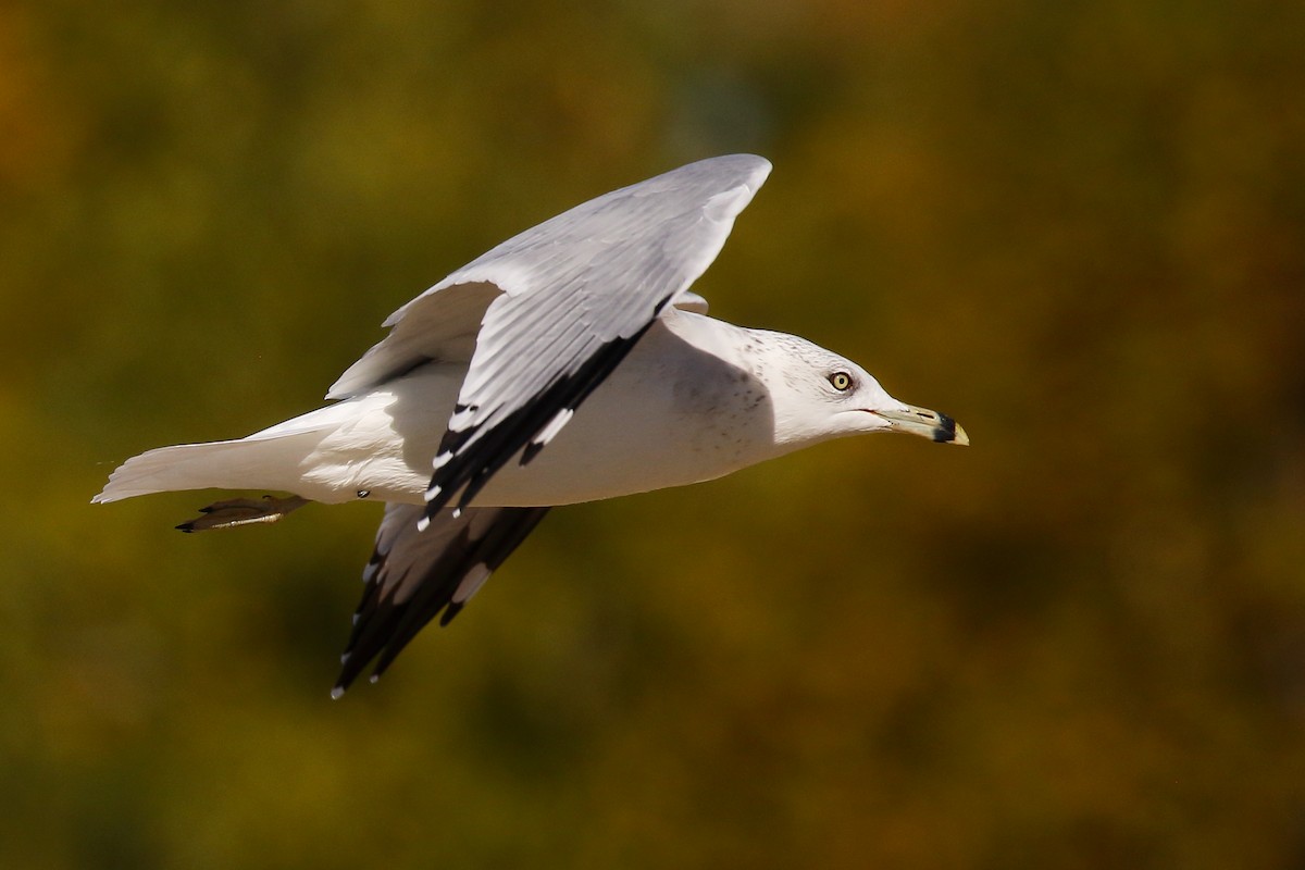 Ring-billed Gull - Douglas Faulder