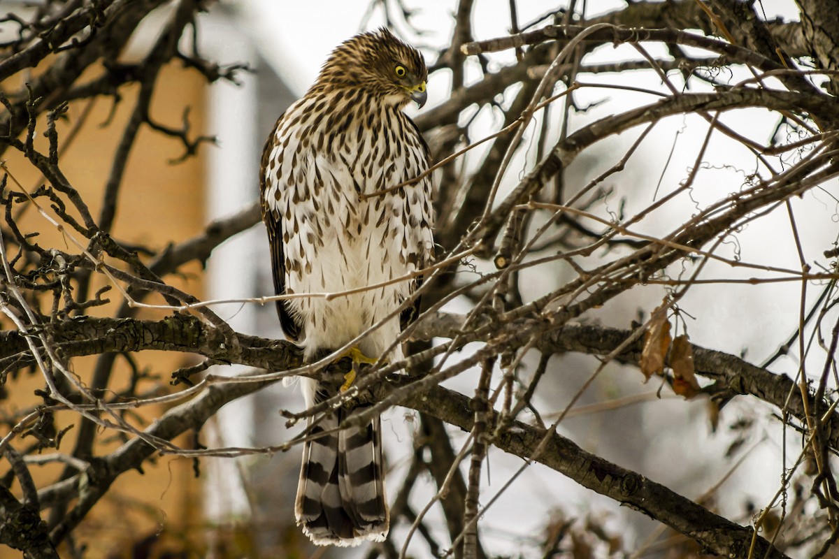 Cooper's Hawk - ML48792431