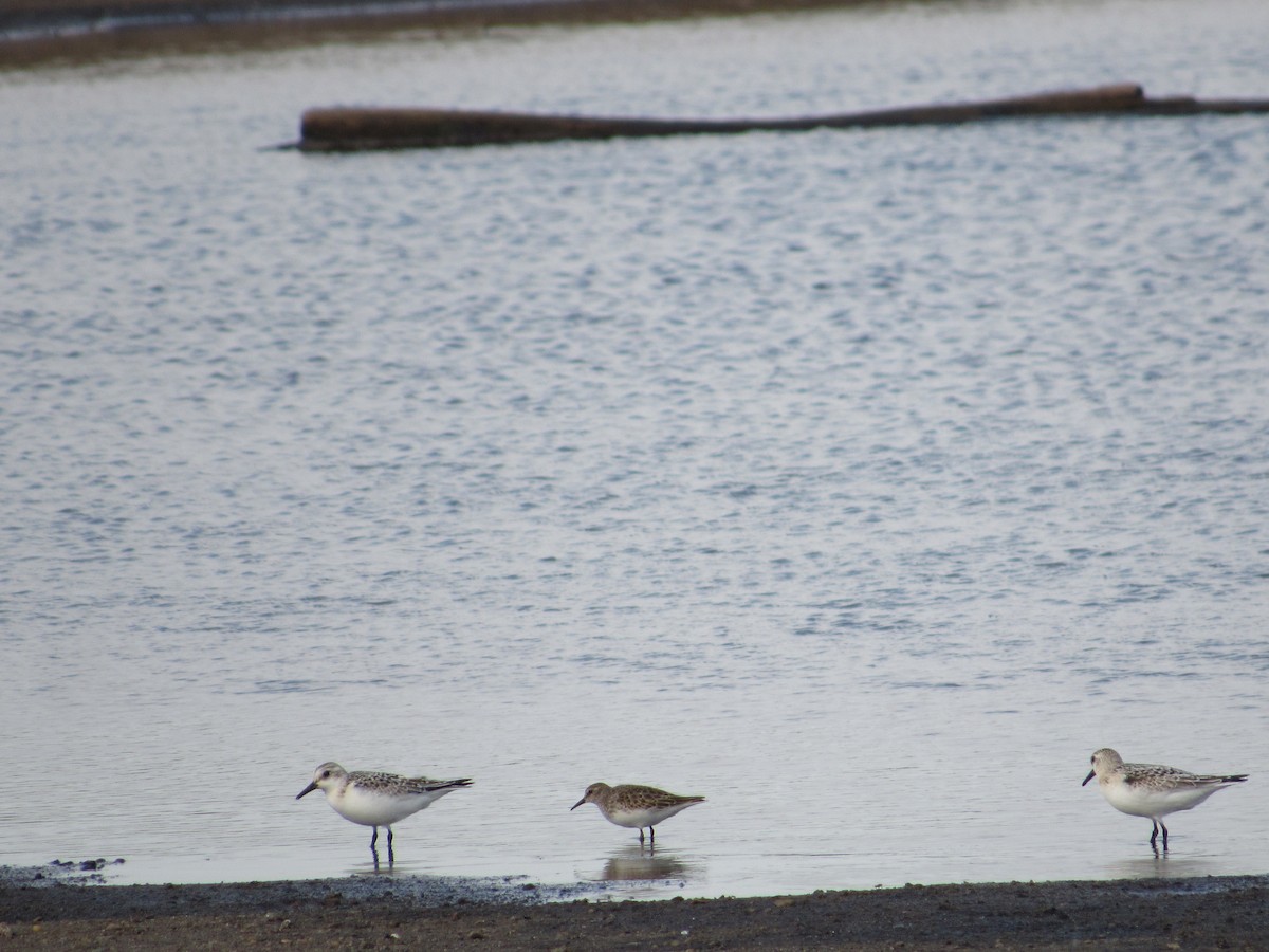 Bécasseau sanderling - ML487924711