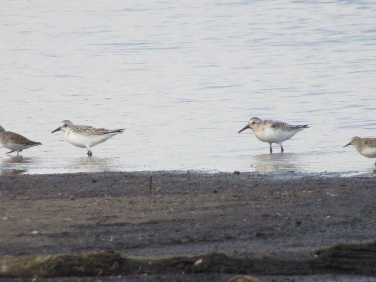 Bécasseau sanderling - ML487924721