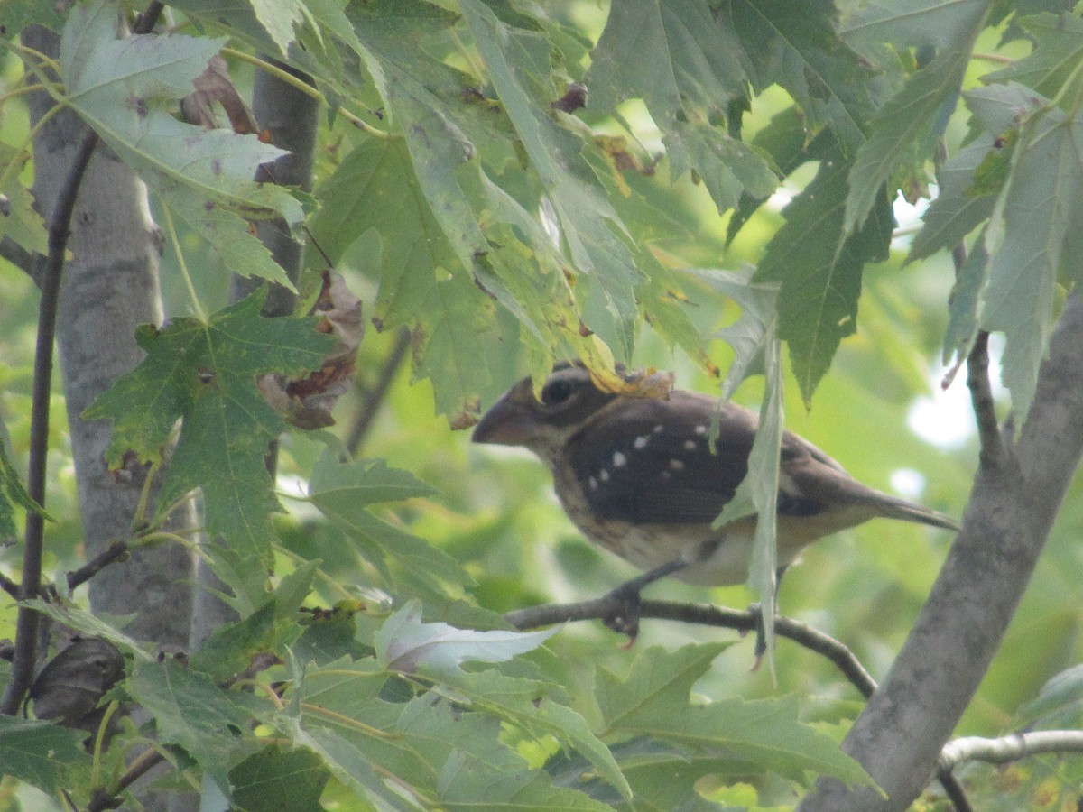 Rose-breasted Grosbeak - ML487924761