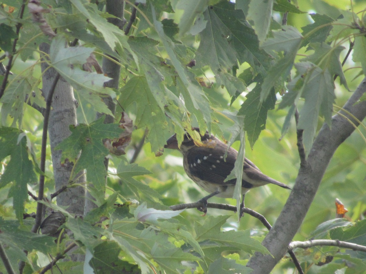 Rose-breasted Grosbeak - ML487924771