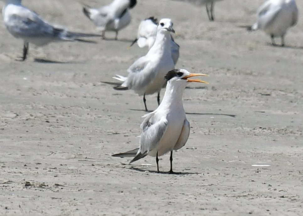 Elegant Tern - ML487925451