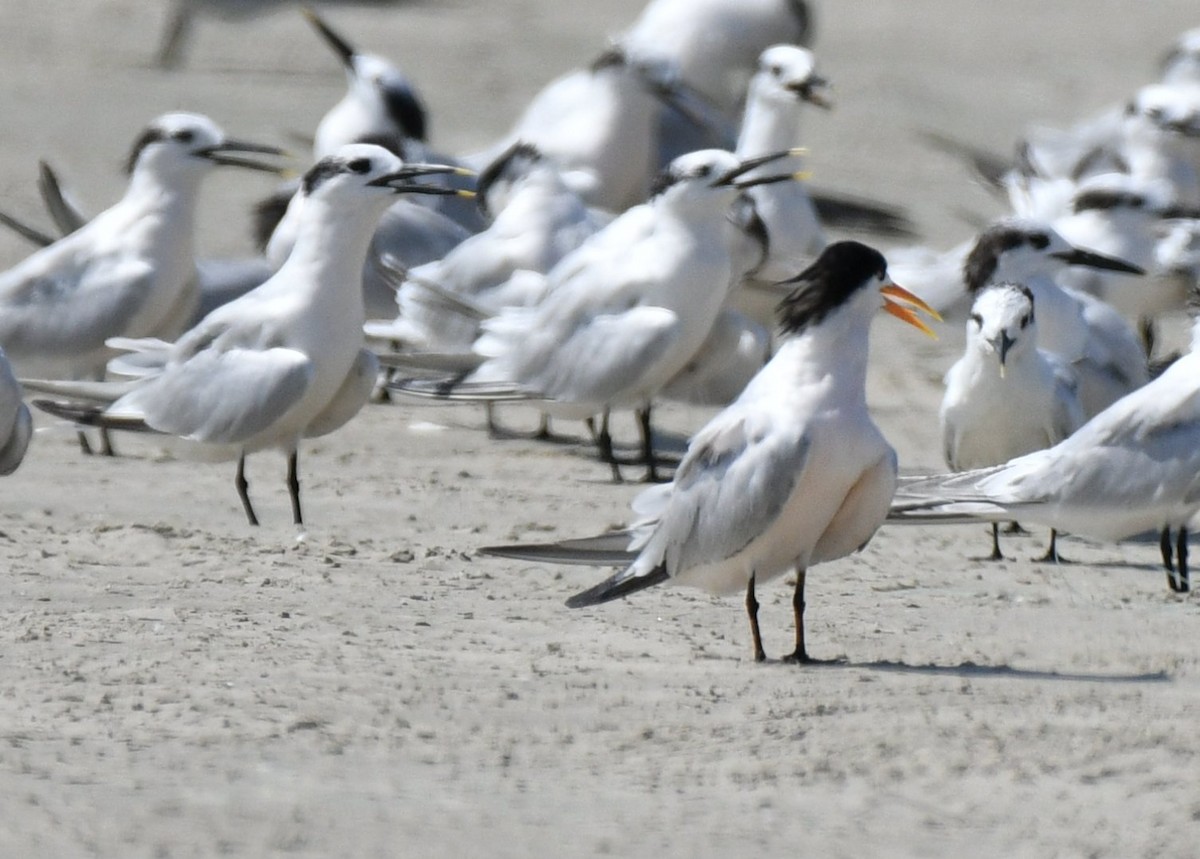 Elegant Tern - ML487925481