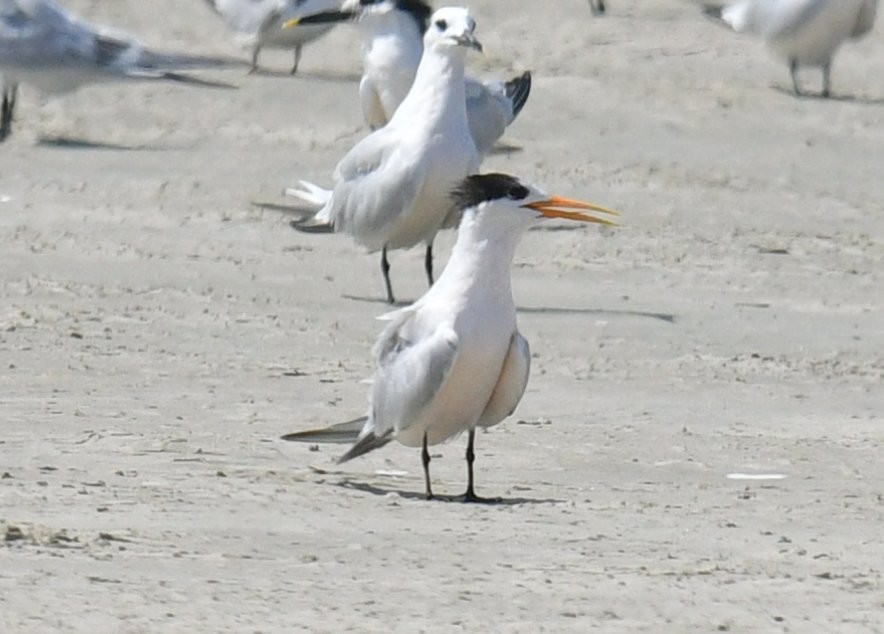 Elegant Tern - ML487925521