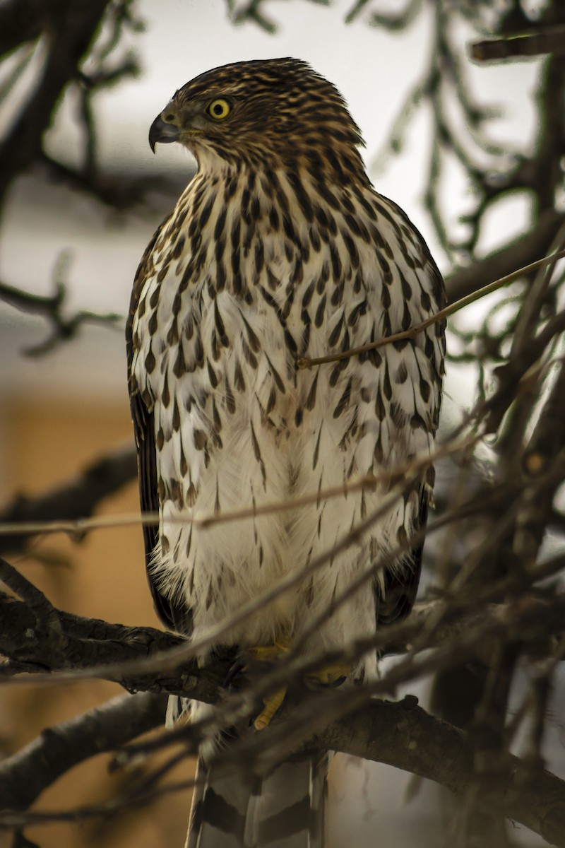 Cooper's Hawk - ML48792601