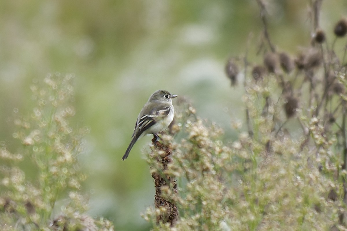 Least Flycatcher - ML487927131