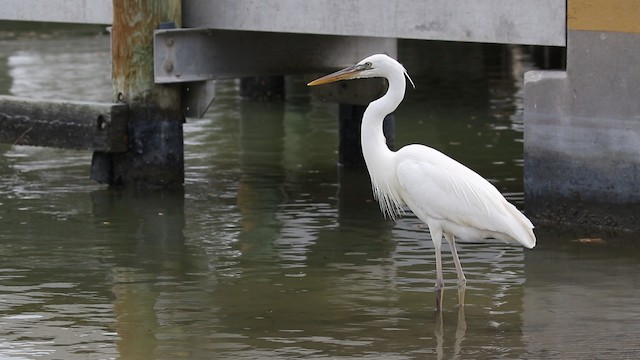 Great Blue Heron (Great White) - ML487929