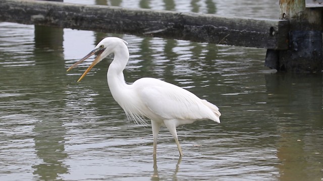 Grand Héron (occidentalis) - ML487930