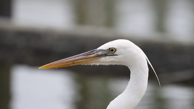 Great Blue Heron (Great White) - ML487931