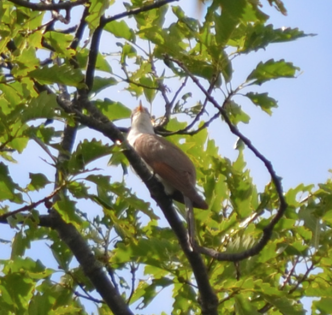Yellow-billed Cuckoo - ML48793111