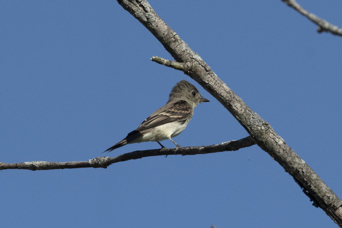 Eastern Wood-Pewee - ML487931301