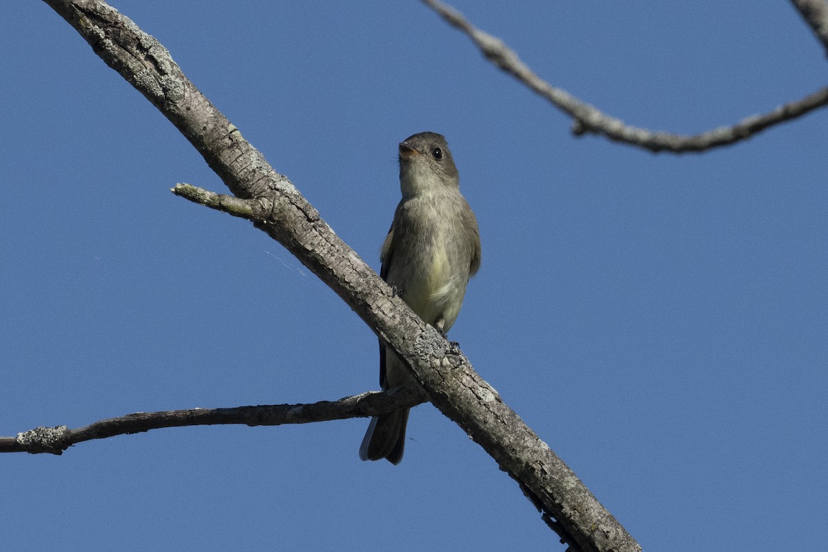 Eastern Wood-Pewee - ML487931451