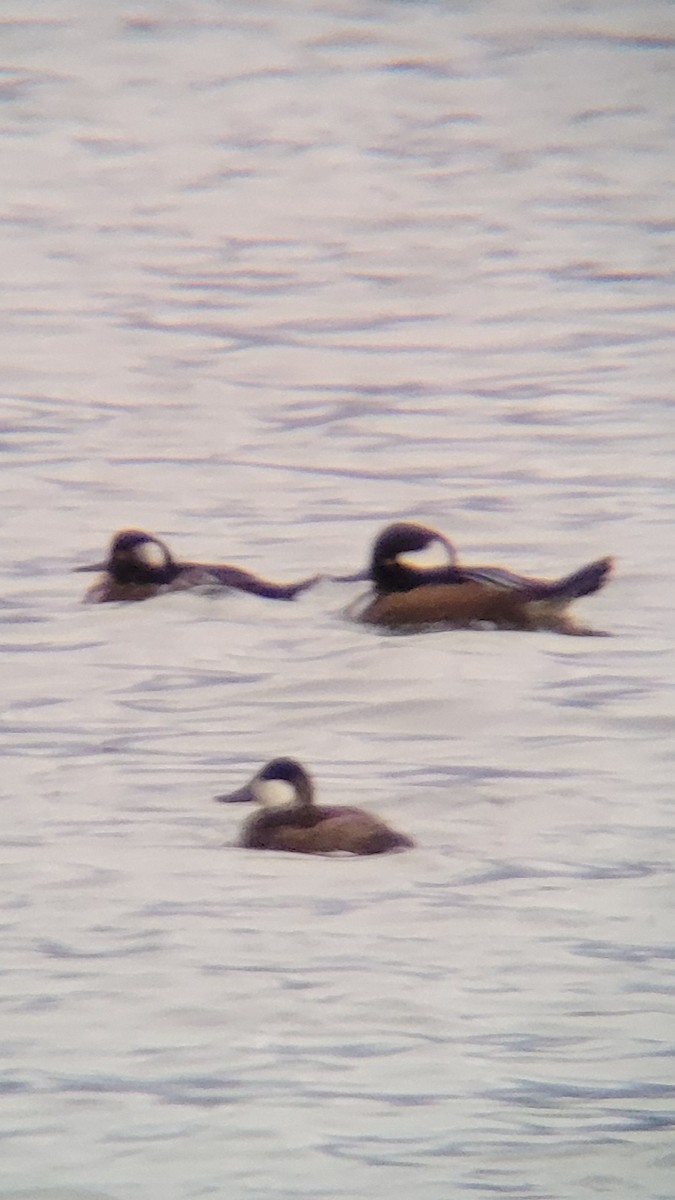 Hooded Merganser - ML487933991