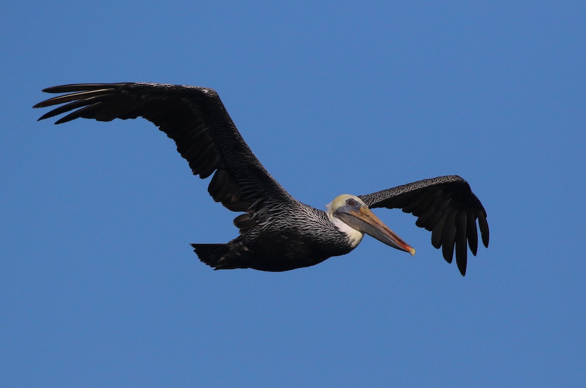 Brown Pelican - ML487934401