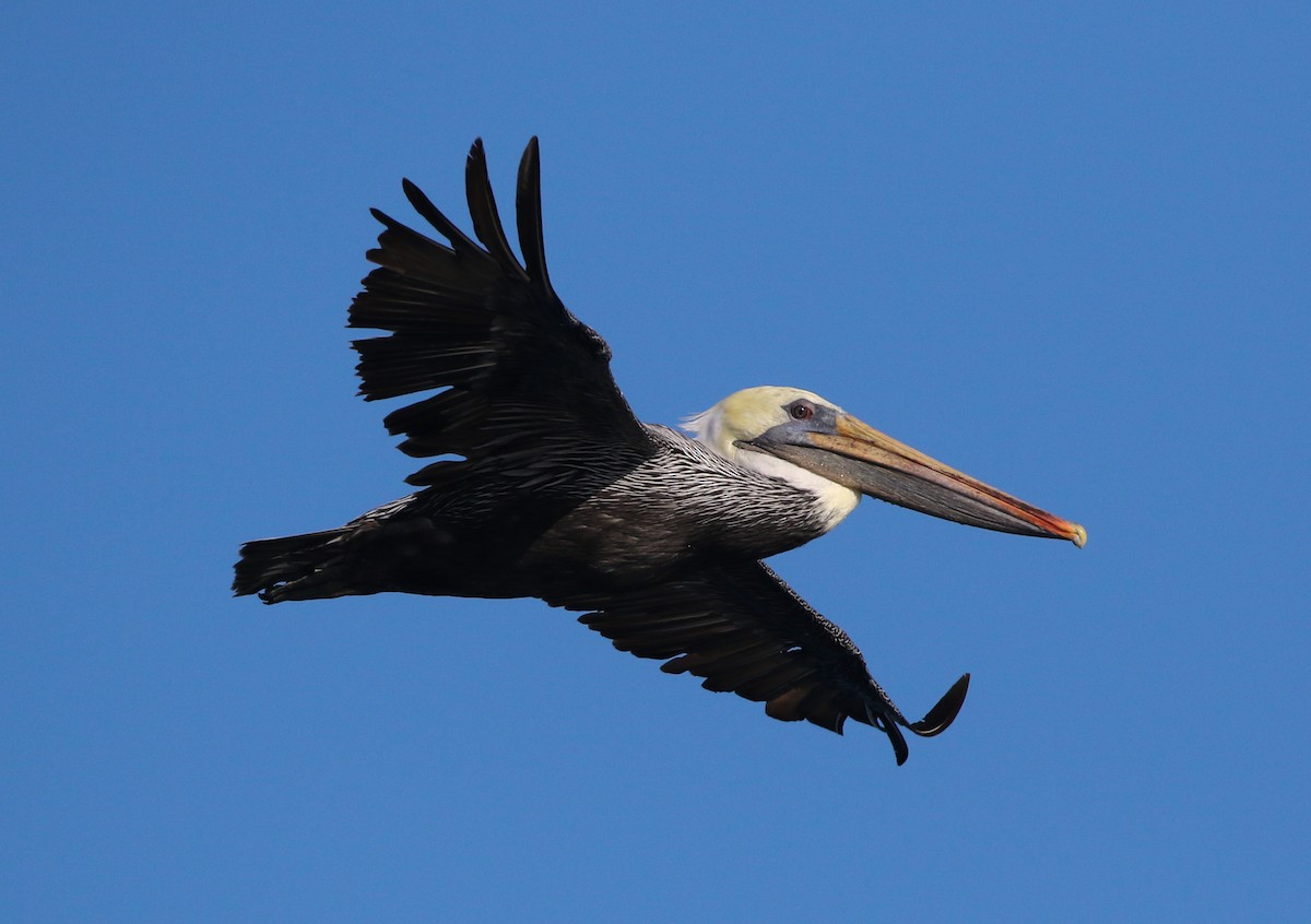 Brown Pelican - Tom Benson