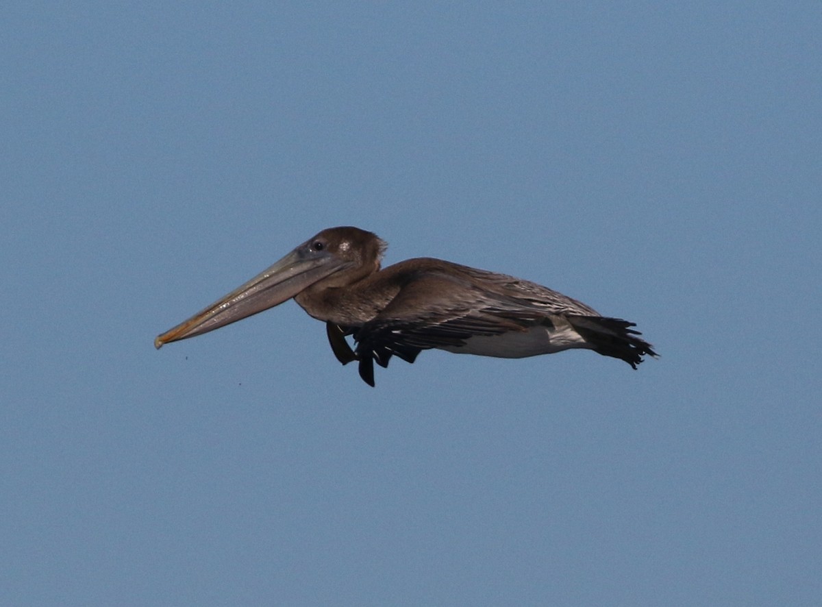 Brown Pelican - ML487934551