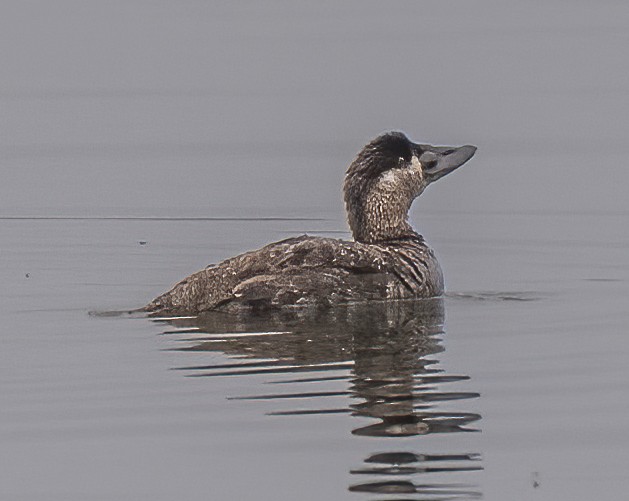 Black Scoter - ML487935891