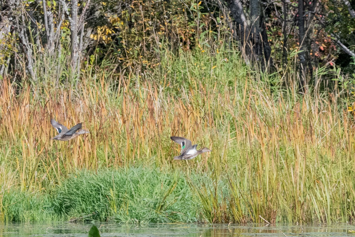 Green-winged Teal - ML487936221