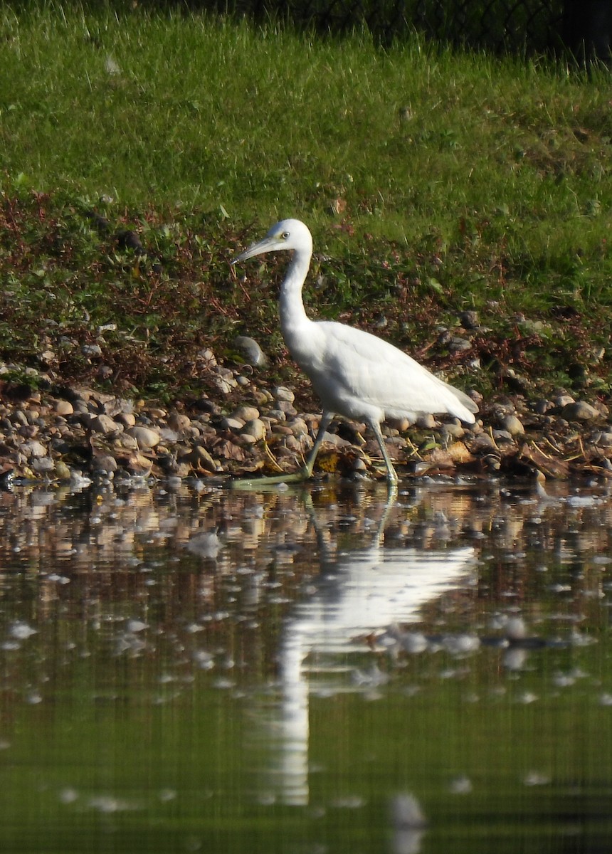 Little Blue Heron - ML487937171