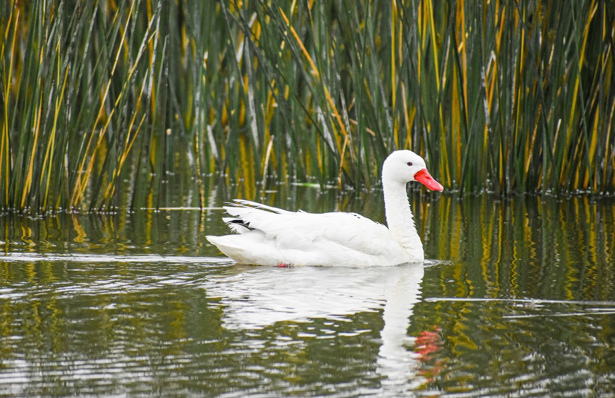 Coscoroba Swan - Pamela Arias Alessandrini