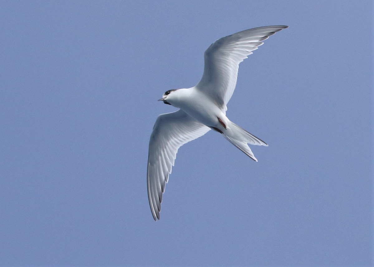 Arctic Tern - Dean LaTray