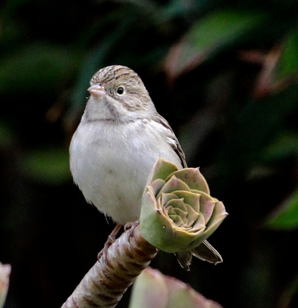 Brewer's Sparrow - ML487937981