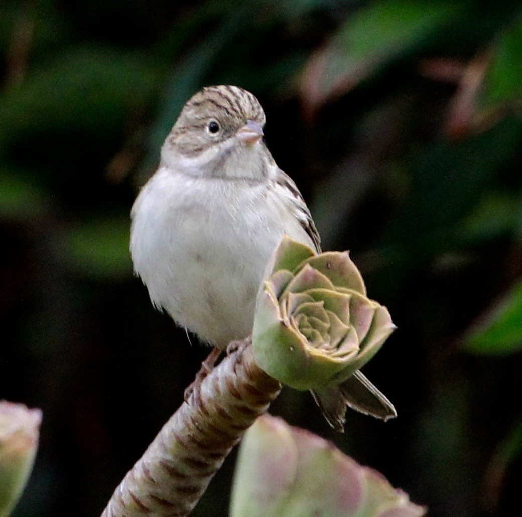 Brewer's Sparrow - ML487937991