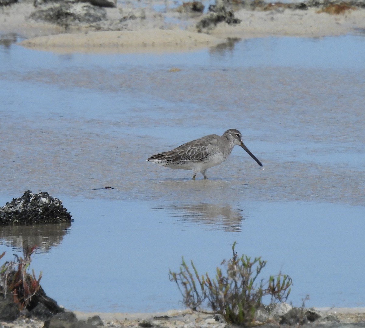 短嘴半蹼鷸 - ML487938911