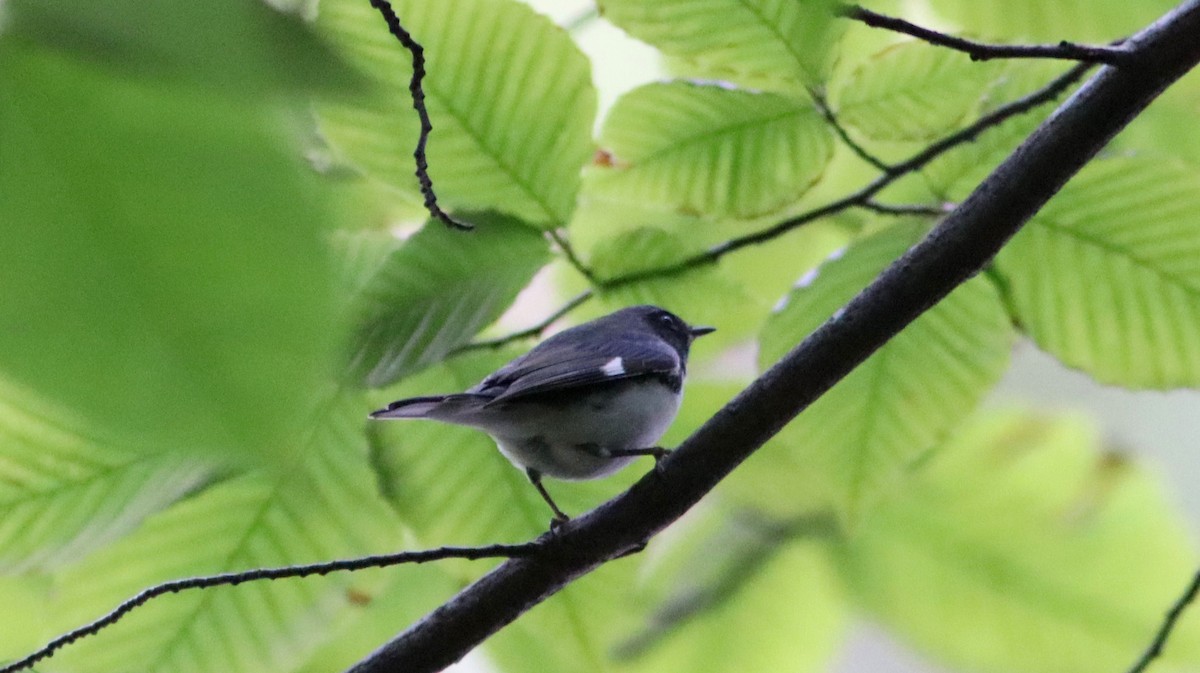 Black-throated Blue Warbler - ML487938921