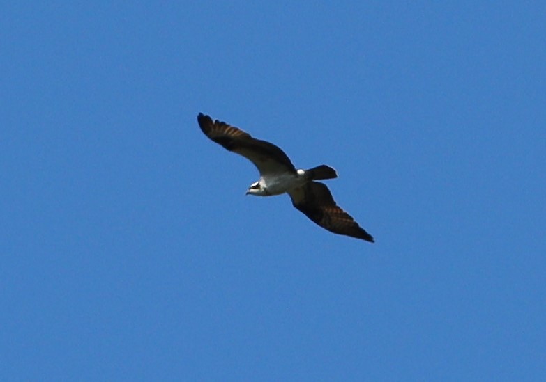 Osprey - ML487939161
