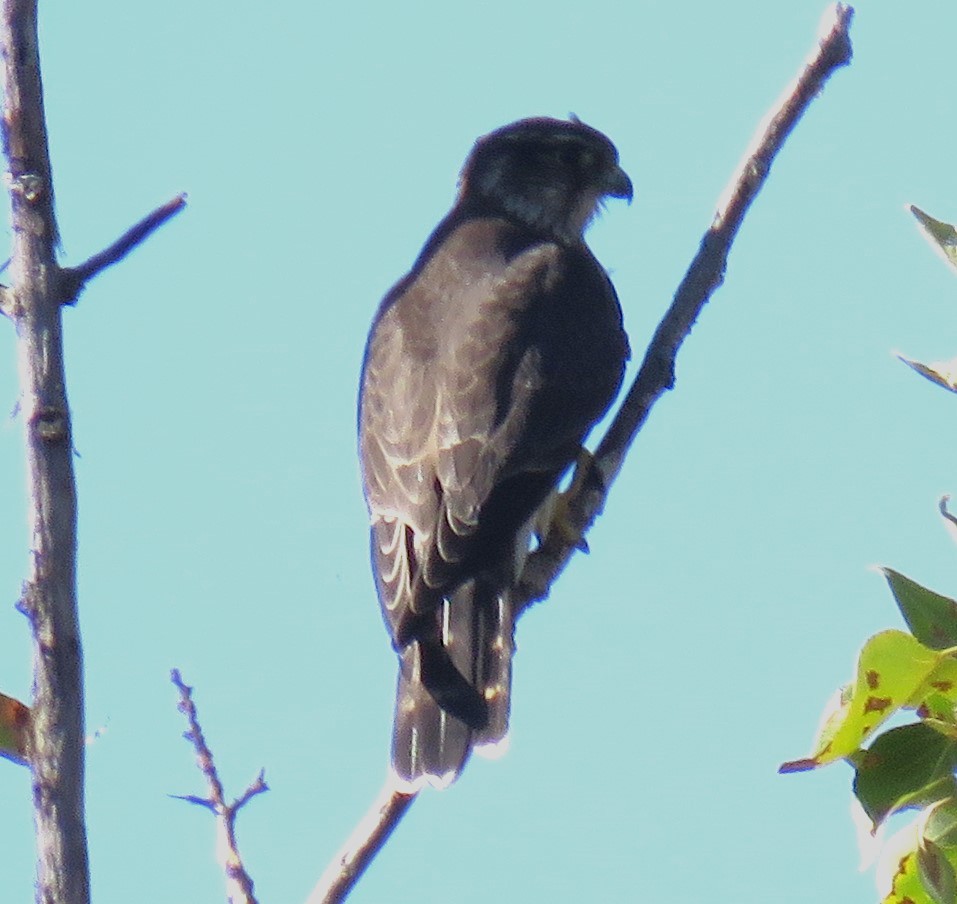 Merlin - ML487941541