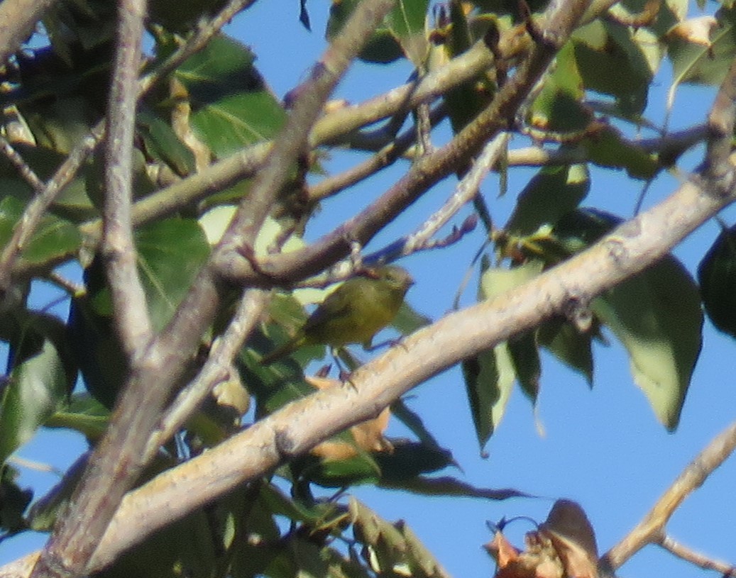 Orange-crowned Warbler - ML487942051